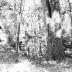 Laurel Bay Plantation
