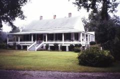 The Pineland
