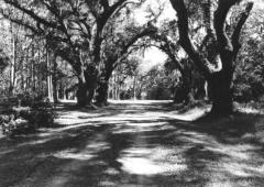 Old House Plantation