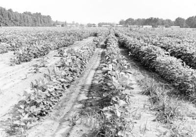 Taylor Site