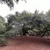 Angel Oak