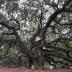 Angel Oak
